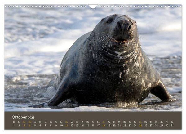 Produktbild: Robben auf der Helgol&auml;nder D&uuml;ne (Wandkalender 2026 DIN A3 quer), CALVENDO Monatskalender
