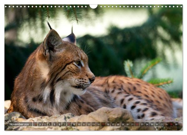Produktbild: Der Luchs - Dem Pinselohr auf der Spur (Wandkalender 2026 DIN A3 quer), CALVENDO Monatskalender