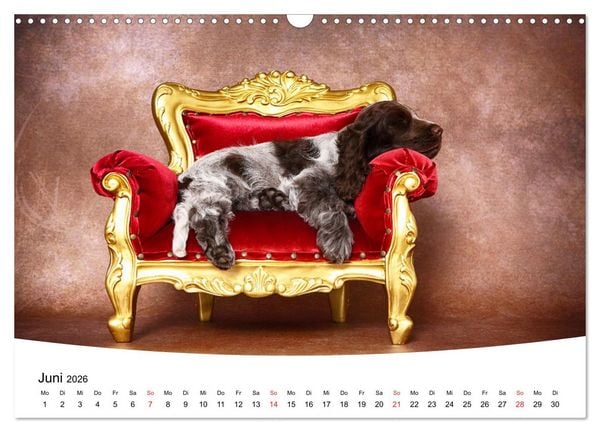Produktbild: S&uuml;&szlig;e Tr&auml;ume 2026 - schlafende Hundewelpen (Wandkalender 2026 DIN A3 quer), CALVENDO Monatskalender
