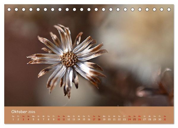 Produktbild: Der Zauber steckt immer im Detail (Tischkalender 2026 DIN A5 quer), CALVENDO Monatskalender