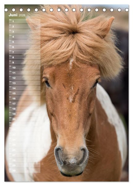 Produktbild: Mein ISLANDPFERDE Planer - Geburtstage, Hof-Feste, Turniere (Tischkalender 2026 DIN A5 hoch), CALVENDO Monatskalender