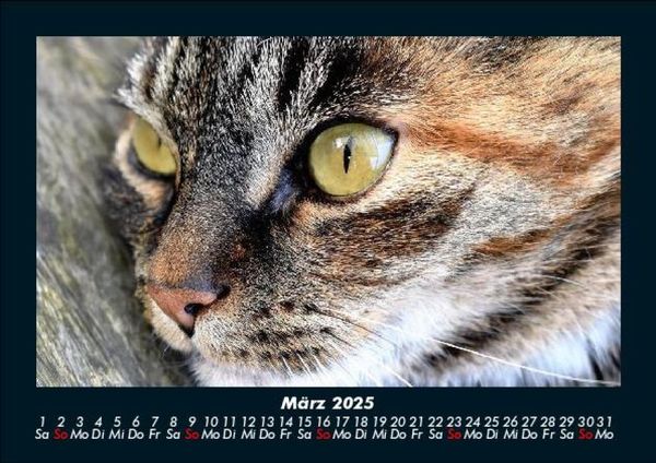 Produktbild: F&uuml;r Katzenfreunde 2025 Fotokalender DIN A5