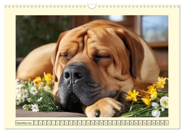 Produktbild: Der Tosa Inu. Japans legend&auml;rer Mastiff (Wandkalender 2026 DIN A3 quer), CALVENDO Monatskalender