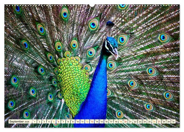 Produktbild: Sch&ouml;ner Pfau (hochwertiger Premium Wandkalender 2026 DIN A2 quer), Kunstdruck in Hochglanz