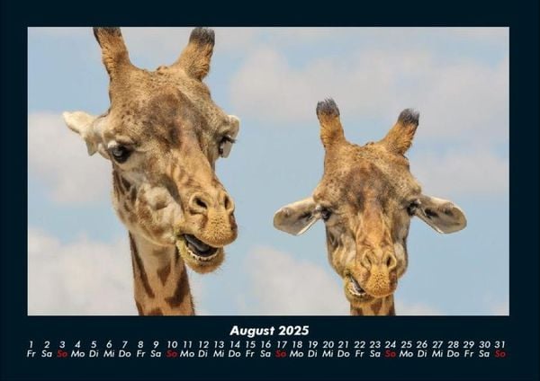 Produktbild: Tierkalender 2025 Fotokalender DIN A4