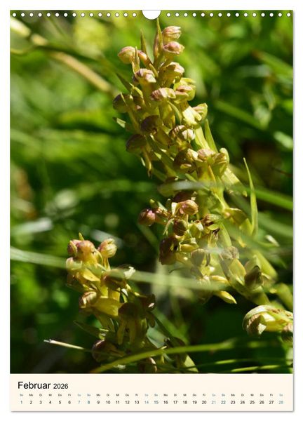 Produktbild: Einheimische Orchideen (Wandkalender 2026 DIN A3 hoch), CALVENDO Monatskalender
