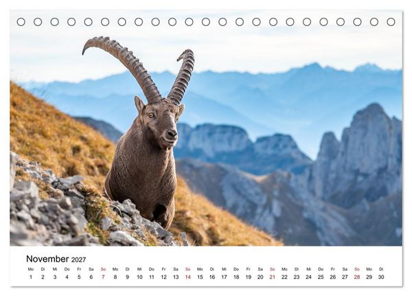 Produktbild: Steinb&ouml;cke - Eindr&uuml;ckliche K&ouml;nige der Alpen (Tischkalender 2027 DIN A5 quer), CALVENDO Monatskalender
