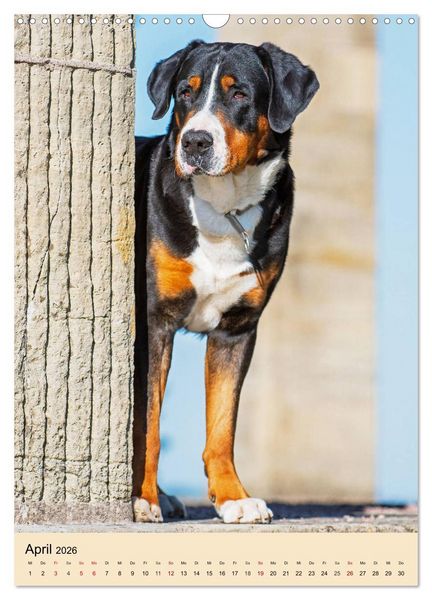 Produktbild: Schweizer Sennenhunde stellen sich vor (Wandkalender 2026 DIN A3 hoch), CALVENDO Monatskalender