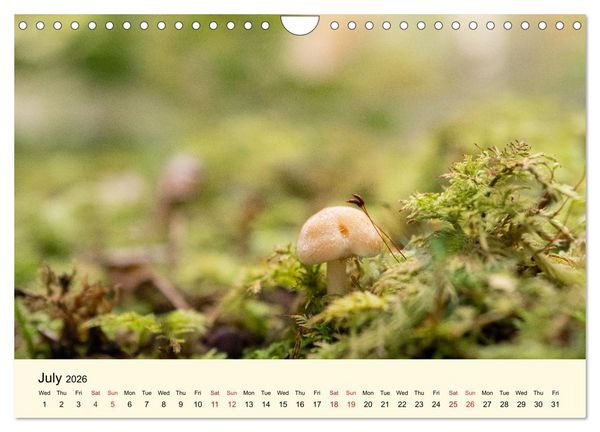 Produktbild: Whispers Beneath the Forest's Moss Mushrooms (Wall Calendar 2026 DIN A4 landscape), CALVENDO 12 Month Wall Calendar