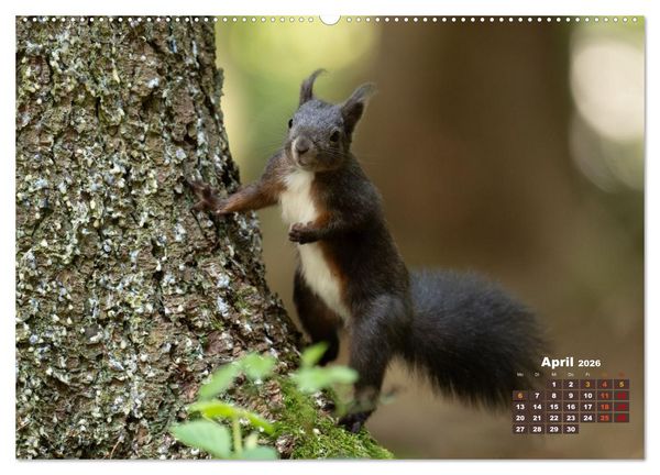 Produktbild: Das Eurasische Eichh&ouml;rnchen - Kunterbuntes Waldtreiben (hochwertiger Premium Wandkalender 2026 DIN A2 quer), Kunstdruck in Hochglanz