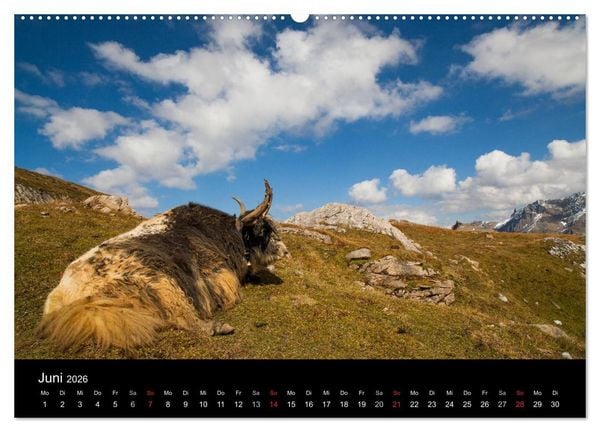 Produktbild: Tierkalender 2026 (hochwertiger Premium Wandkalender 2026 DIN A2 quer), Kunstdruck in Hochglanz