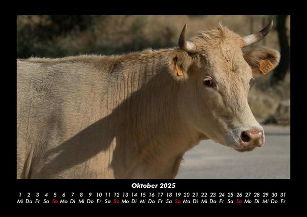 Produktbild: Kuhkalender 2025 Fotokalender DIN A3