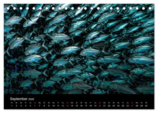 Produktbild: Fischschw&auml;rme (Tischkalender 2026 DIN A5 quer), CALVENDO Monatskalender