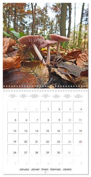 Produktbild: Habitat Forest (Wall Calendar 2026 12 &times; 12 Inch) CALVENDO 12 Month Wall Calendar