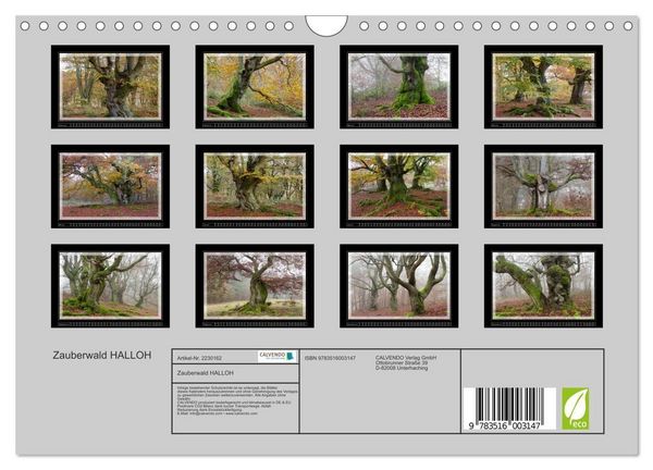 Produktbild: Zauberwald HALLOH (Wandkalender 2026 DIN A4 quer), CALVENDO Monatskalender