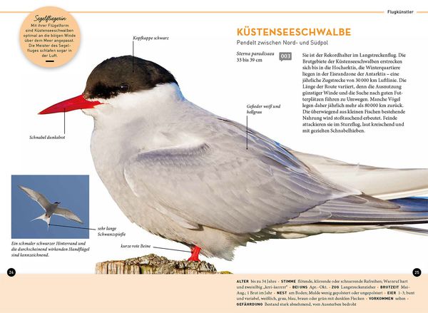 Produktbild: Lieblingsv&ouml;gel