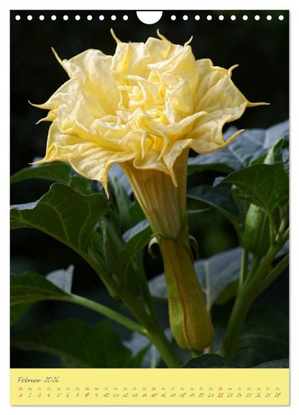 Produktbild: Brugmansia & Datura - Exotische Sch&ouml;nheiten (Wandkalender 2026 DIN A4 hoch), CALVENDO Monatskalender