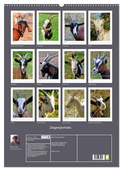 Produktbild: Ziegenportraits (Wandkalender 2026 DIN A2 hoch), CALVENDO Monatskalender