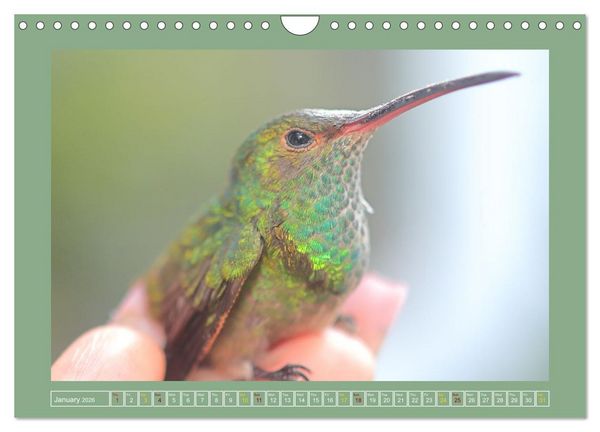 Produktbild: Some Costa Rican Birds (Wall Calendar 2026 DIN A4 landscape), CALVENDO 12 Month Wall Calendar
