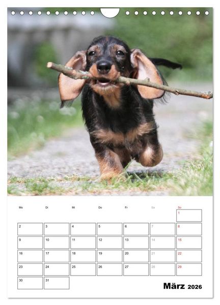 Produktbild: Geliebte Rabauken - Rauhaardackel (Wandkalender 2026 DIN A4 hoch), CALVENDO Monatskalender