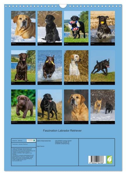 Produktbild: Faszination Labrador Retriever (Wandkalender 2026 DIN A3 hoch), CALVENDO Monatskalender