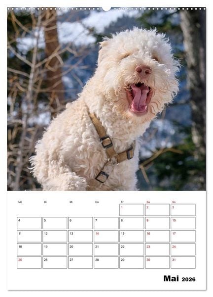 Produktbild: Lagotto Romagnolo - Lustige Zwerge (Wandkalender 2026 DIN A2 hoch), CALVENDO Monatskalender