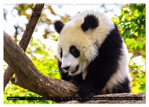 Produktbild: Pandab&auml;r Babys (Wandkalender 2026 DIN A2 quer), CALVENDO Monatskalender