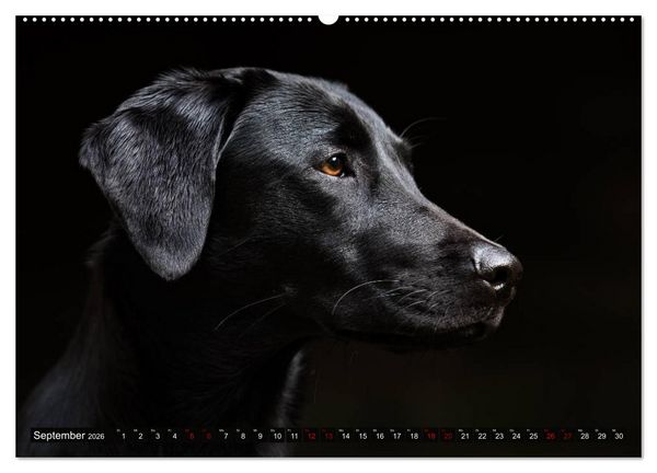 Produktbild: Labrador Trio - 3 Farben, 3 Freunde (hochwertiger Premium Wandkalender 2026 DIN A2 quer), Kunstdruck in Hochglanz