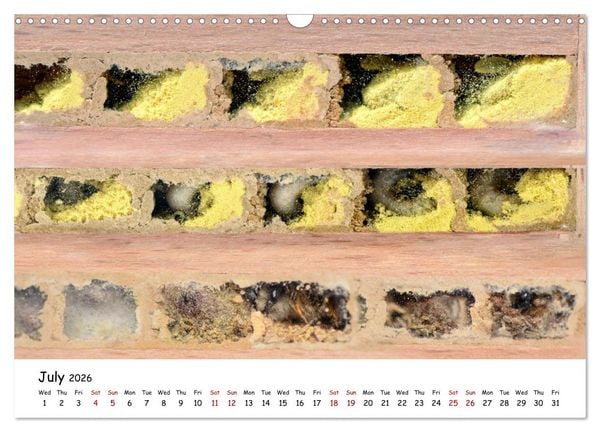 Produktbild: Wild bees - The life of solitary bees in insect hotels (Wall Calendar 2026 DIN A3 landscape), CALVENDO 12 Month Wall Calendar