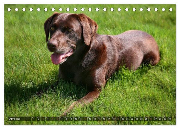 Produktbild: Labrador Retriever - Jagdhund mit Charme (Tischkalender 2026 DIN A5 quer), CALVENDO Monatskalender