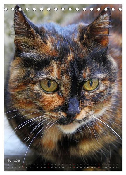 Produktbild: KATZEN AUGEN BLICKE (Tischkalender 2026 DIN A5 hoch), CALVENDO Monatskalender