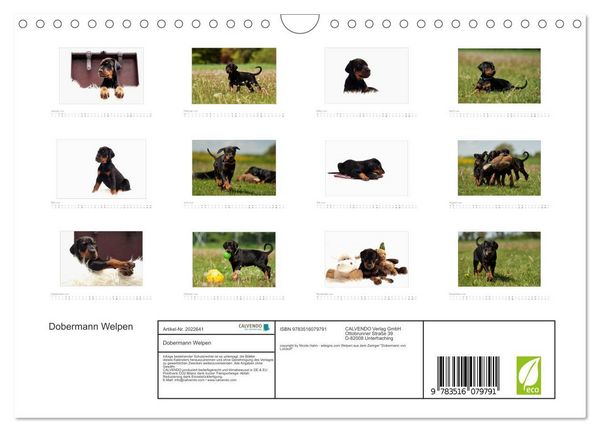 Produktbild: Dobermann Welpen (Wandkalender 2026 DIN A4 quer), CALVENDO Monatskalender