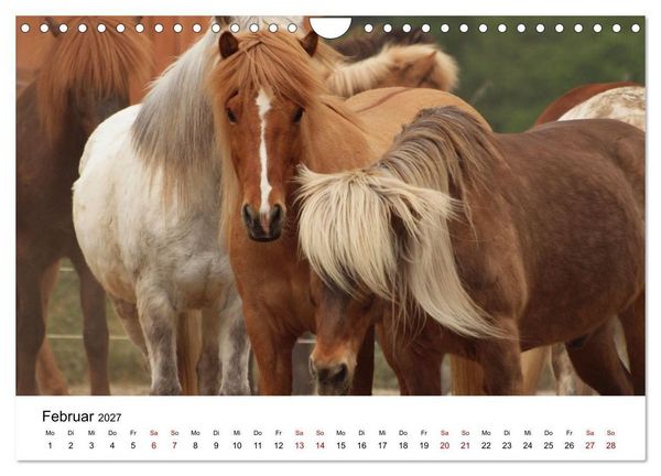 Produktbild: Islandpferde - Hufschlag aus Feuer und Eis (Wandkalender 2027 DIN A4 quer), CALVENDO Monatskalender