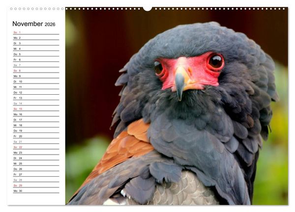 Produktbild: Greifv&ouml;gel, Eulen und K&auml;uze (hochwertiger Premium Wandkalender 2026 DIN A2 quer), Kunstdruck in Hochglanz