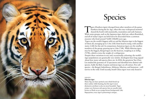 Produktbild: Tigers