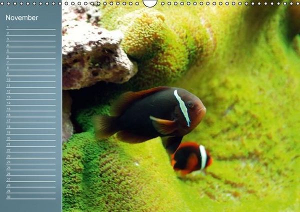 Produktbild: Bunte Riffbewohner - Fische, Anemonen und noch viel mehr (Wandkalender immerw&auml;hrend DIN A3 quer)