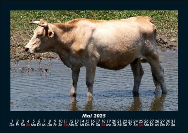 Produktbild: Kuhkalender 2025 Fotokalender DIN A5