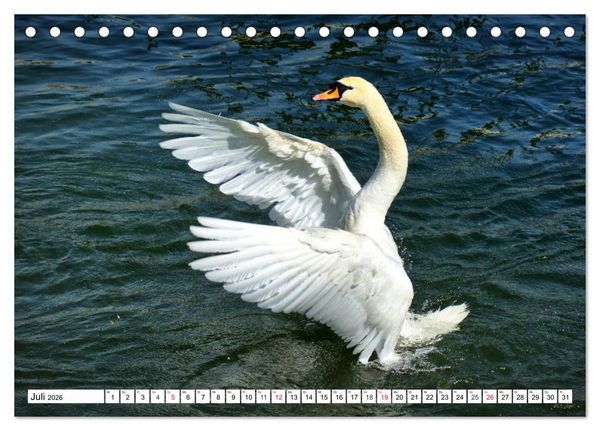 Produktbild: Elegante Schw&auml;ne (Tischkalender 2026 DIN A5 quer), CALVENDO Monatskalender
