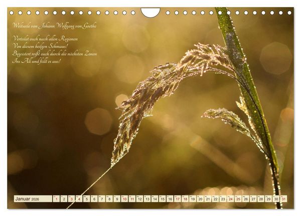Produktbild: Sommergr&auml;ser (Wandkalender 2026 DIN A4 quer), CALVENDO Monatskalender