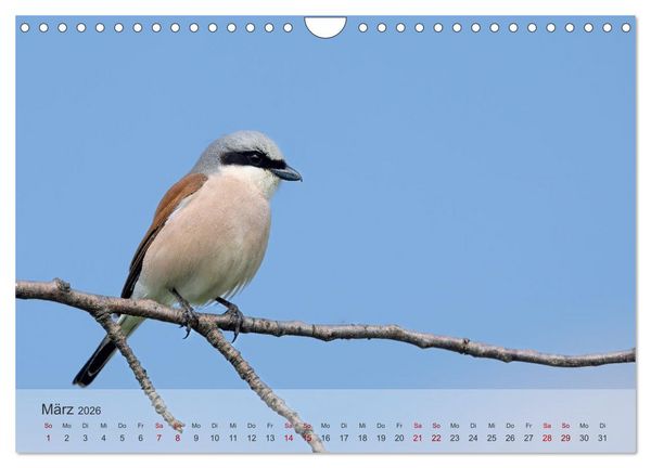 Produktbild: Fantastische Vogelwelt Slowenien (Wandkalender 2026 DIN A4 quer), CALVENDO Monatskalender