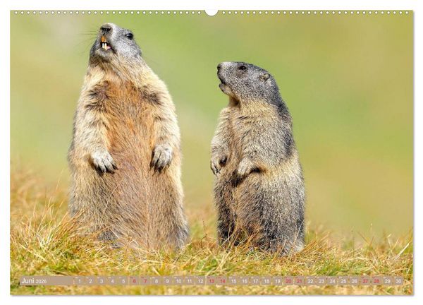 Produktbild: Alpenmurmeltiere in freier Wildbahn (hochwertiger Premium Wandkalender 2026 DIN A2 quer), Kunstdruck in Hochglanz