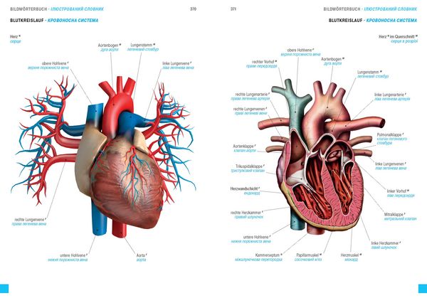 Produktbild: W&ouml;rterbuch Medizin Deutsch-Ukrainisch, Ukrainisch-Deutsch mit zweisprachigen Anatomietafeln