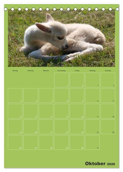 Produktbild: Alpakas zum Verlieben (Tischkalender 2026 DIN A5 hoch), CALVENDO Monatskalender