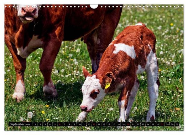 Produktbild: Kuh und Co. (Wandkalender 2026 DIN A3 quer), CALVENDO Monatskalender