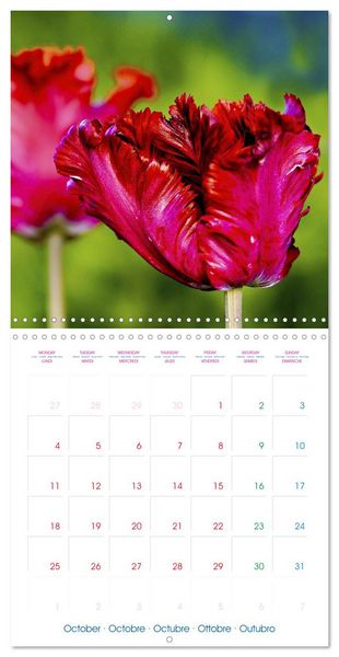 Produktbild: Tulips - Harbingers of Spring (Wall Calendar 2027 12 &times; 12 Inch) CALVENDO 12 Month Wall Calendar