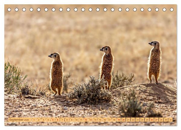 Produktbild: Afrikas Tierwelt - Erdm&auml;nnchen (Tischkalender 2026 DIN A5 quer), CALVENDO Monatskalender