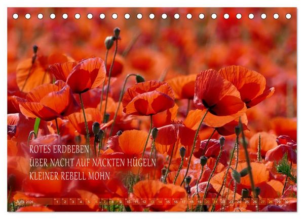 Produktbild: Haiku Poesie in Wort und Bild (Tischkalender 2026 DIN A5 quer), CALVENDO Monatskalender