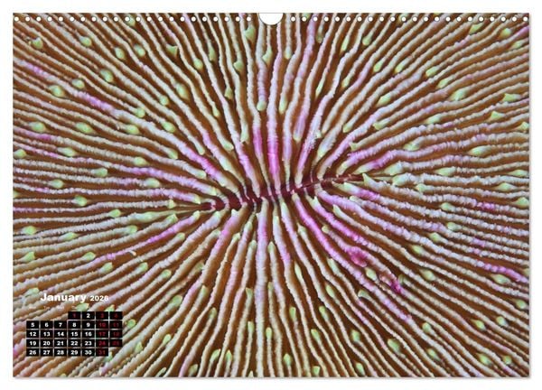 Produktbild: Magical Underwater World (Wall Calendar 2026 DIN A3 landscape), CALVENDO 12 Month Wall Calendar