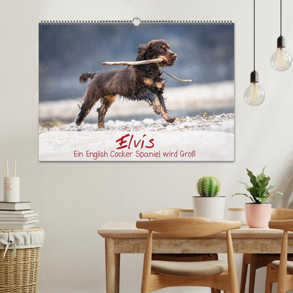 Produktbild: Elvis ein Engl. Cocker Spaniel wird Gro&szlig; (Wandkalender 2026 DIN A2 quer), CALVENDO Monatskalender