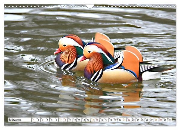 Produktbild: Mandarinenten, ein Farbtupfer auf allen Gew&auml;ssern. (Wandkalender 2026 DIN A3 quer), CALVENDO Monatskalender